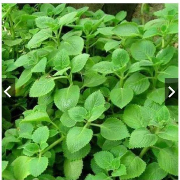Sản phẩm Cây Ăn Trái cây húng chanh
