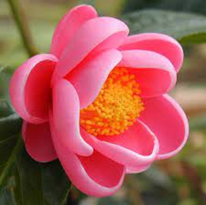 Hạt Giống Hoa Hải Đường màu hồng/gói 5 hạt