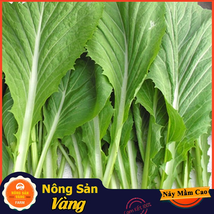 Hạt giống Cải Bẹ Xanh Mỡ Cao Sản - Nông Sản Vàng