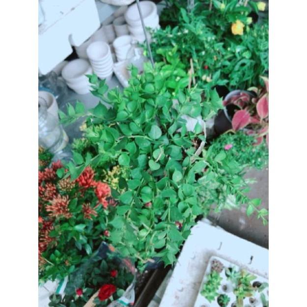 Chậu ốc cây lá tim treo