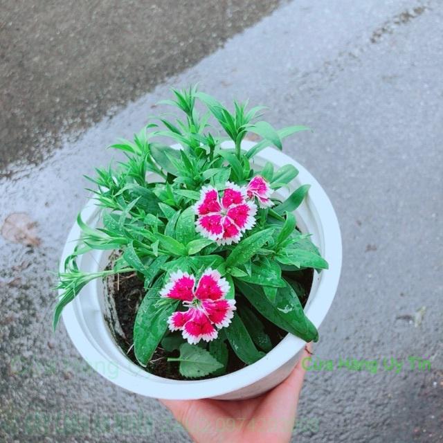 Chậu Hoa Cẩm Chướng