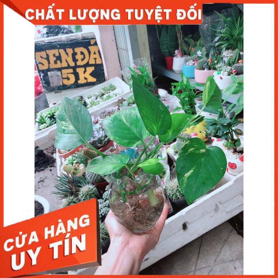 Chậu Trầu Bà Thủy Sinh