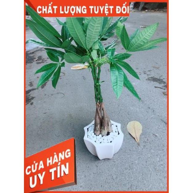 Chậu Kim Ngân 5 Thân Thắt Bính