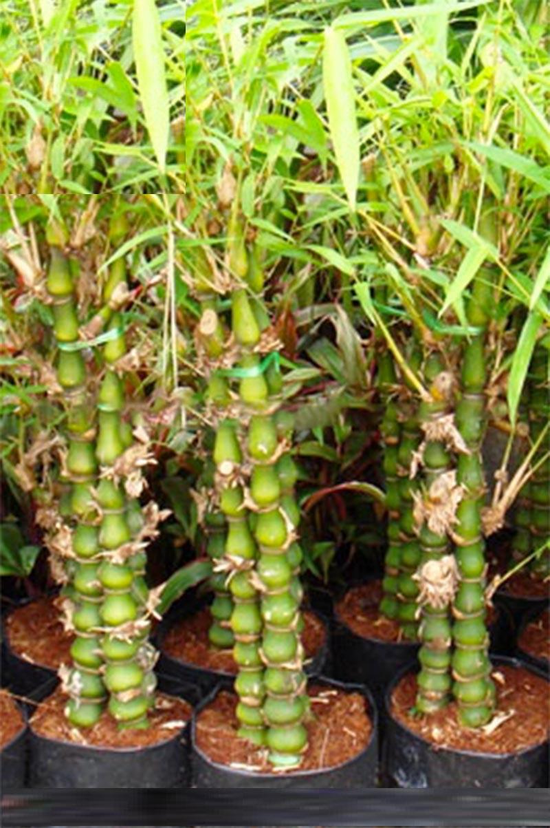 Cây trúc đùi gà, chậu trúc đùi gà lùn, thân to đẹp