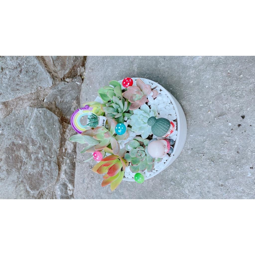 Chậu Cây Tiểu Cảnh mix đẹp