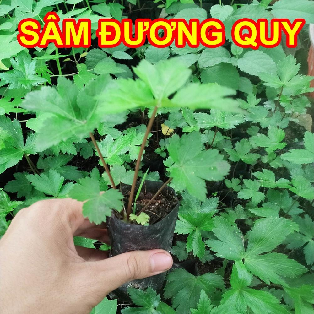 Cây giống sâm đương quy