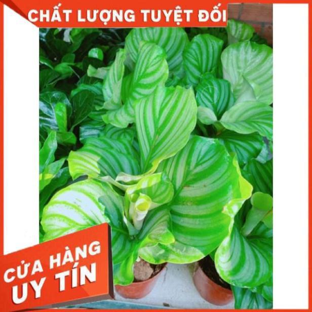 Chậu đuôi công xanh