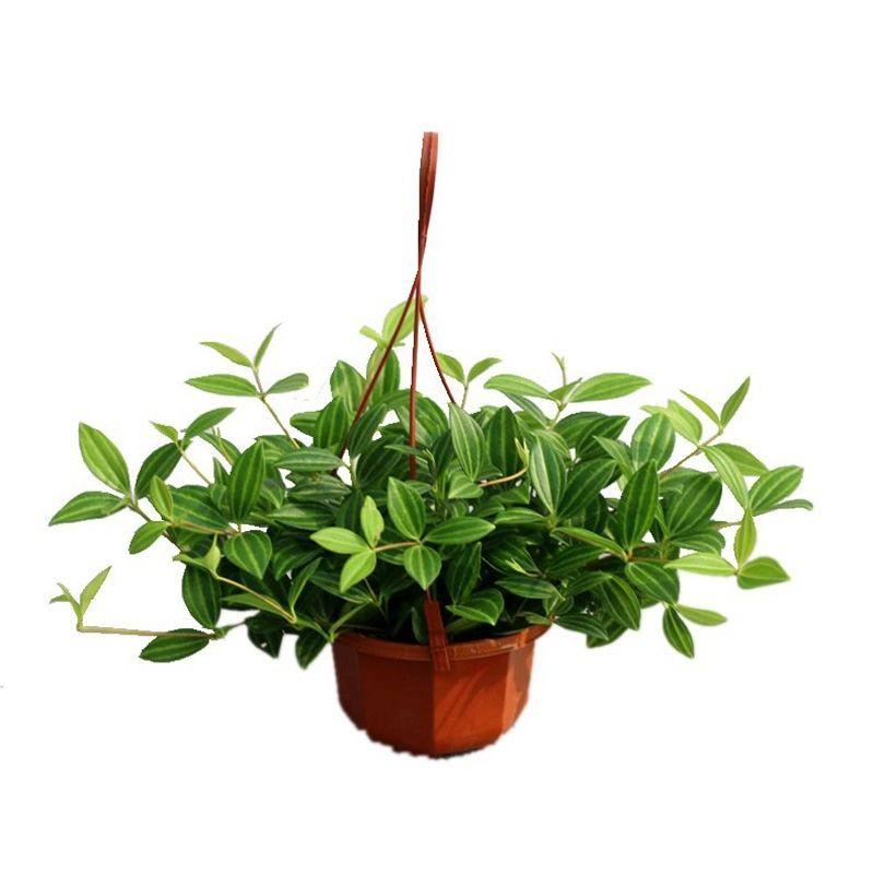 LÁ BÌNH AN CHẬU LỚN