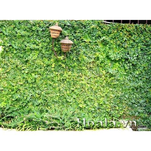 Cây thằn lằn - cây vảy ốc
