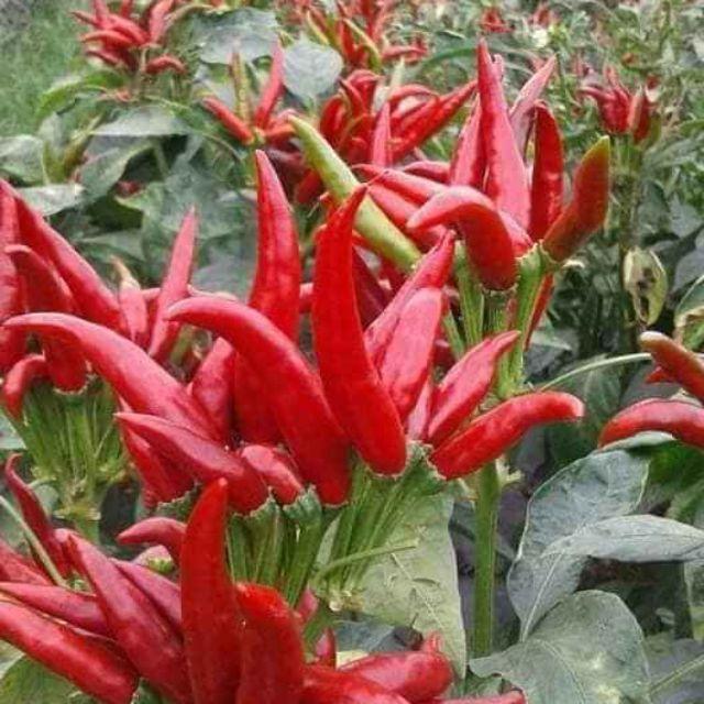 Hạt giống ớt chùm đỏ siêu cay Thái Lan-gói 0,5 gram/tặng kèm gói phân bón lót