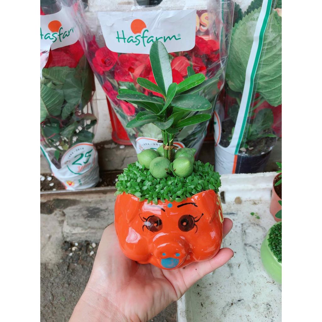 Chậu cây may mắn con heo Bán Chạy