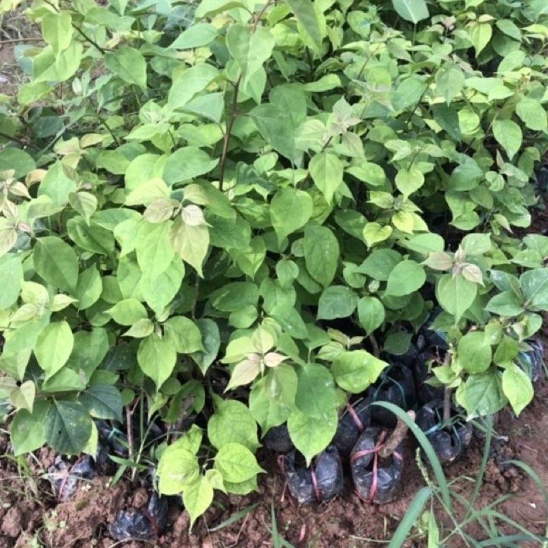 Cây giống hoa giấy nhiều màu ra hoa quanh năm