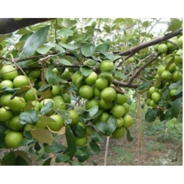 Táo lai lê quả to ,ăn ngọt