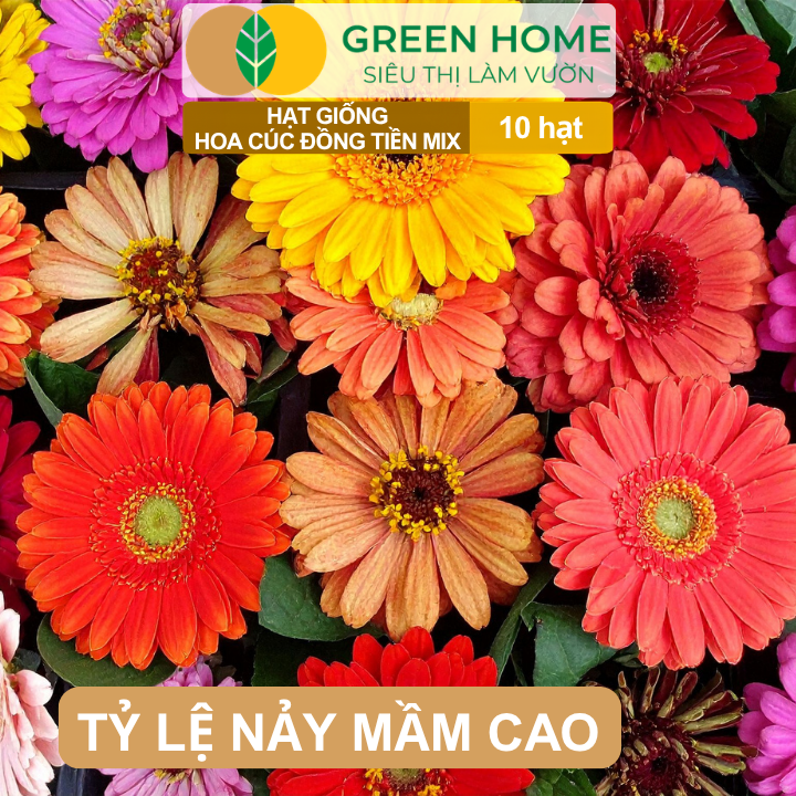 Hạt Giống Hoa Cúc Đồng Tiền Mix GreenHome, Gói 10 hạt, Hoa Nở Rực Rỡ, Dễ Trồng Quanh Năm H17