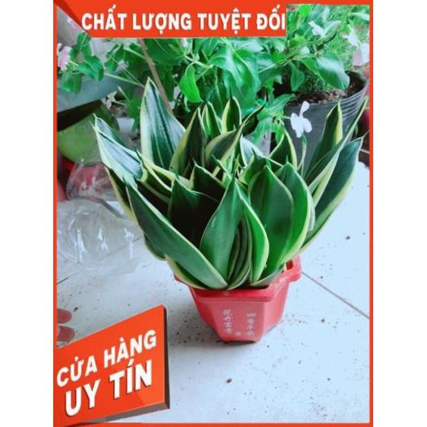 Chậu Lưỡi Hổ Thái Xanh