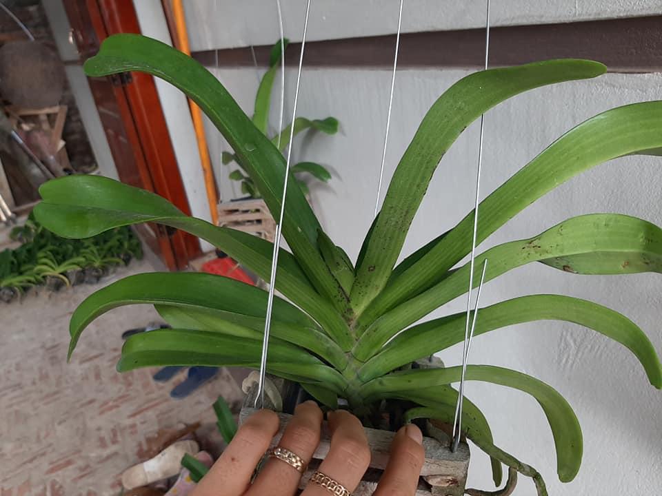 Lan giống ngọc điểm Cam lửa cốc 1 thân combo 3 cốc cây cực đẹp