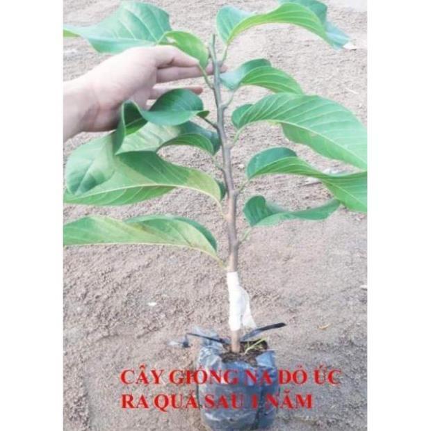 Sản phẩm CÂY GIỐNG NA ĐỎ CAO SẢN