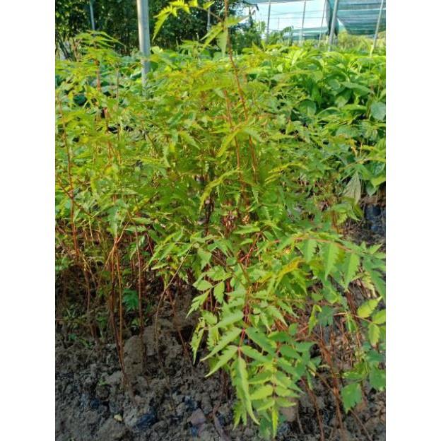 Cây giống xoan đào