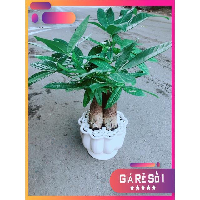 Chậu Kim Ngân 3 Thân Size Lớn