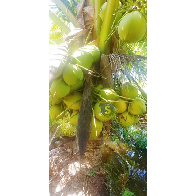 Dừa Sáp Giống - Được Ươm tại vườn Cầu Kè, Trà Vinh