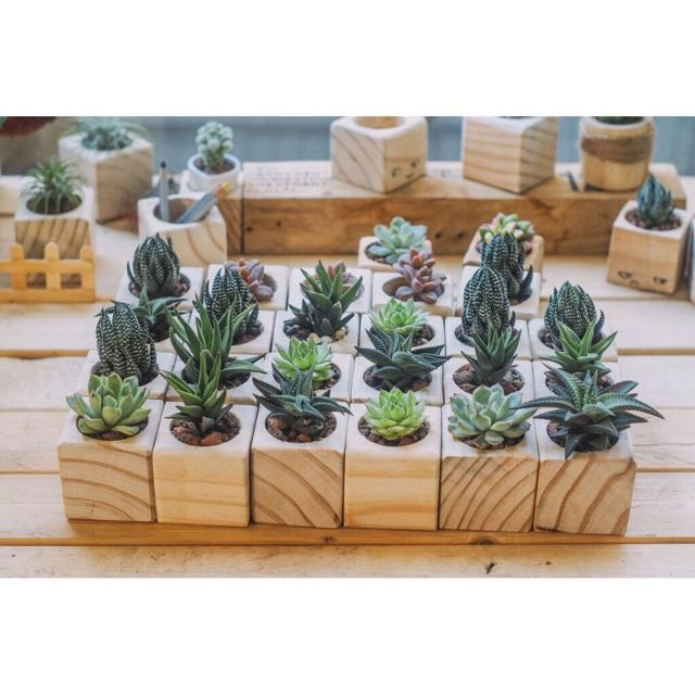 Chậu gỗ nguyên khối mini - Trồng sen đá 9x9x9cm