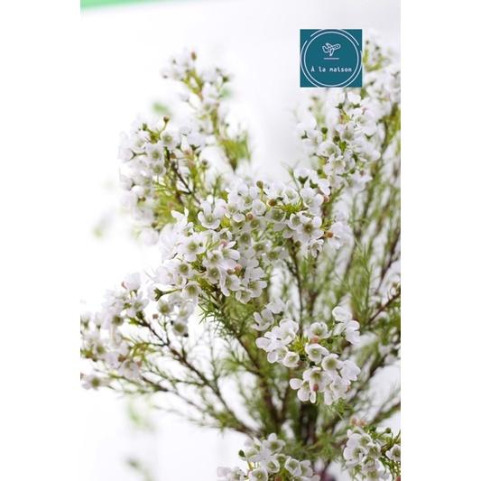 Cành hoa thanh liễu 3 nhánh nhiều bông nhỏ xinh xắn cao 83cm giống thật đến 99%