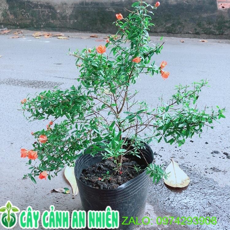 Cây Lựu Cho Sai Trái