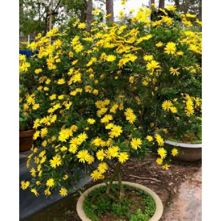 Hạt giống hoa cúc thân gỗ - cúc trường thọ- gói 50 hạt/gói