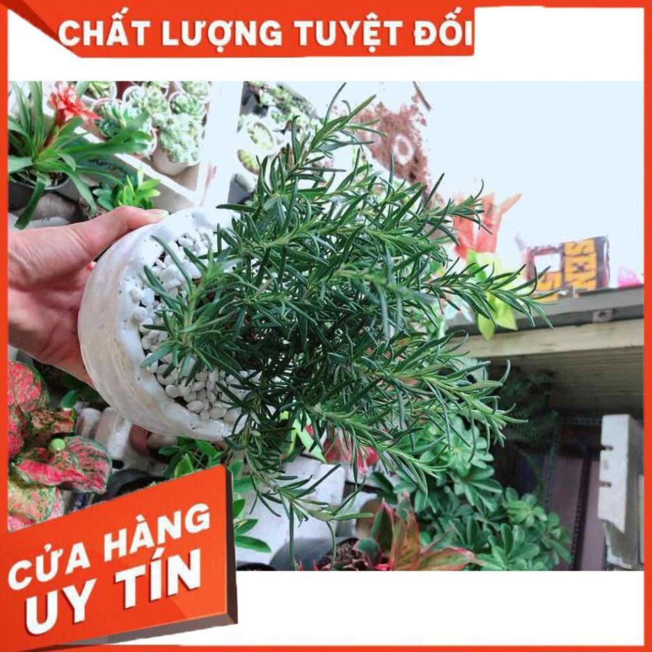 Chậu cây hương thảo Nhiều Người Mua