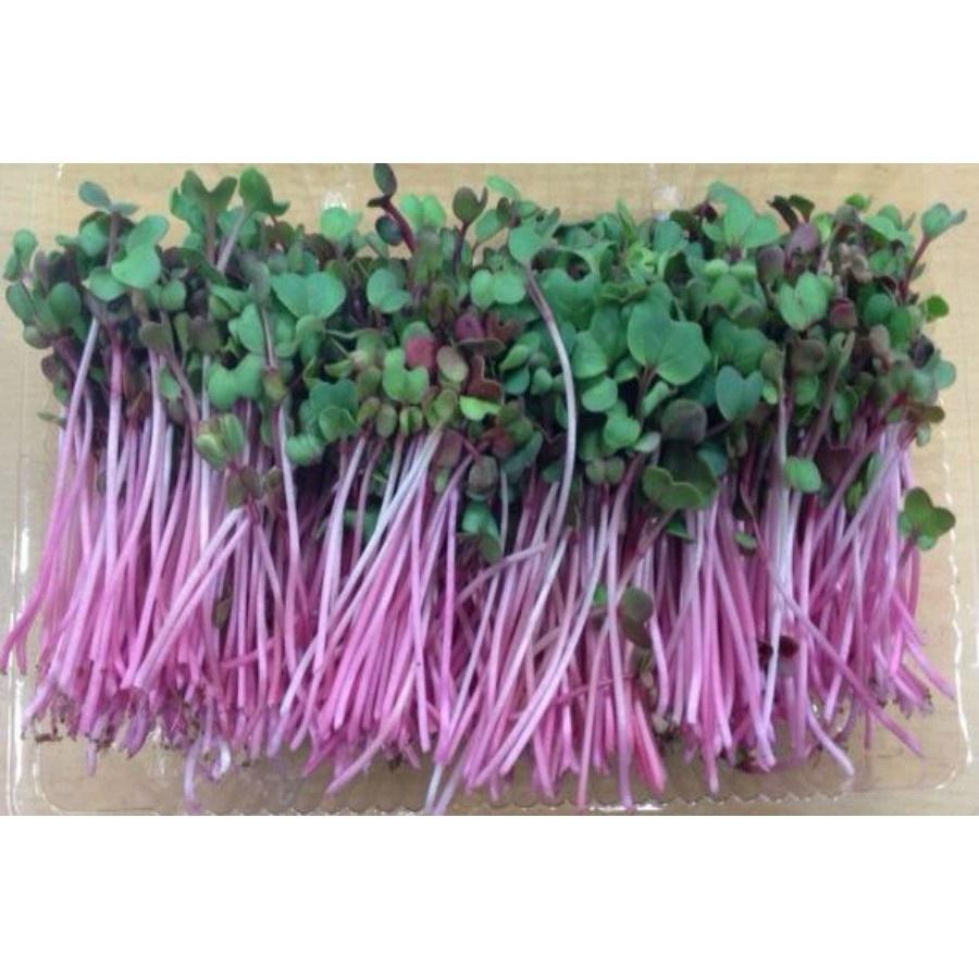 Hạt Giống Mầm củ cải đỏ 100g, Rau mầm