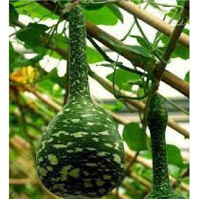 Hạt giống bầu thiên nga CT05 - Gói 5 hạt