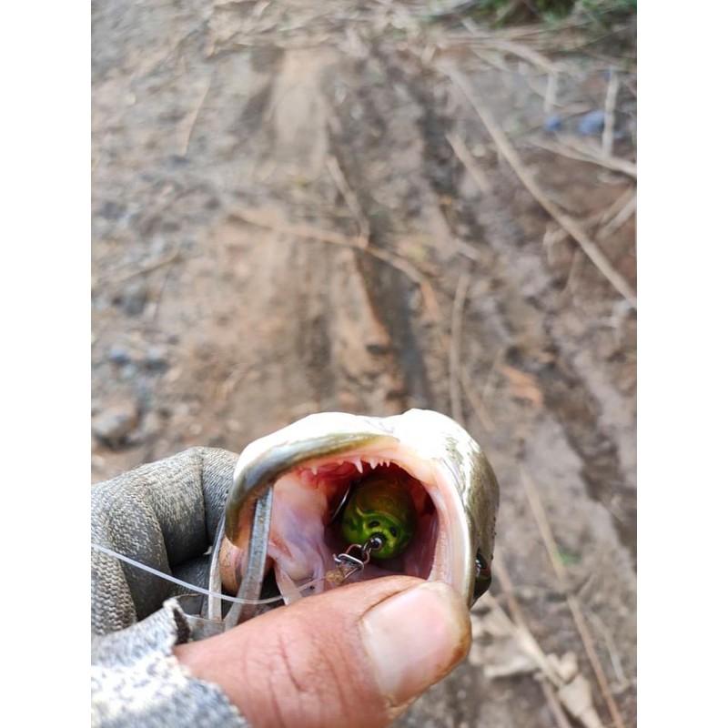 Mồi cc40 của nhà TNT