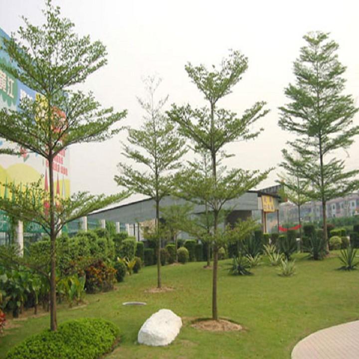 Cây Bàng Đài Loan giống