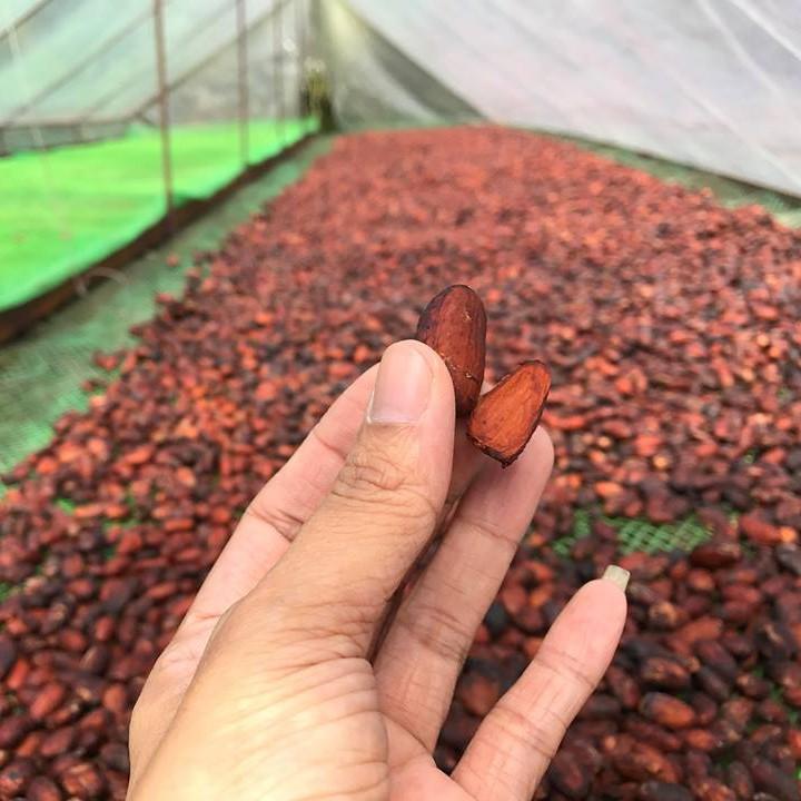 Bột ca cao sữa dừa CacaoMi - Chuyên pha chế trà sữa, milo dầm, thức uống sô cô la cacao thơm ngon tiện lợi hộp 357g