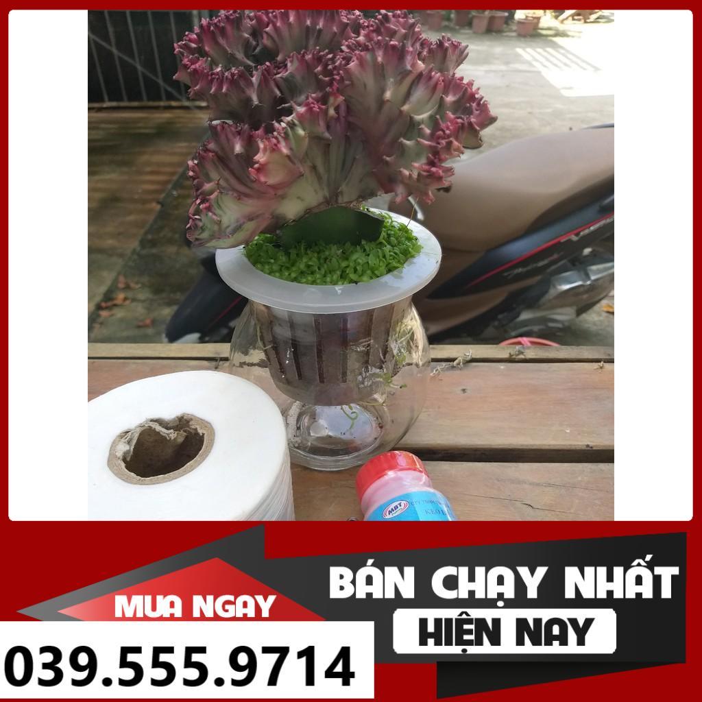 Combo Keo Liền Sẹo,Dụng Cụ Ghép, Cuộn Giấy Ghép Cây 3cm - Chuyên Dùng Trong Cắt Ghép Cây