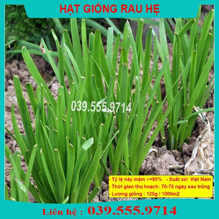 HẠT GIỐNG RAU HẸ DỄ TRỒNG NHANH ĂN