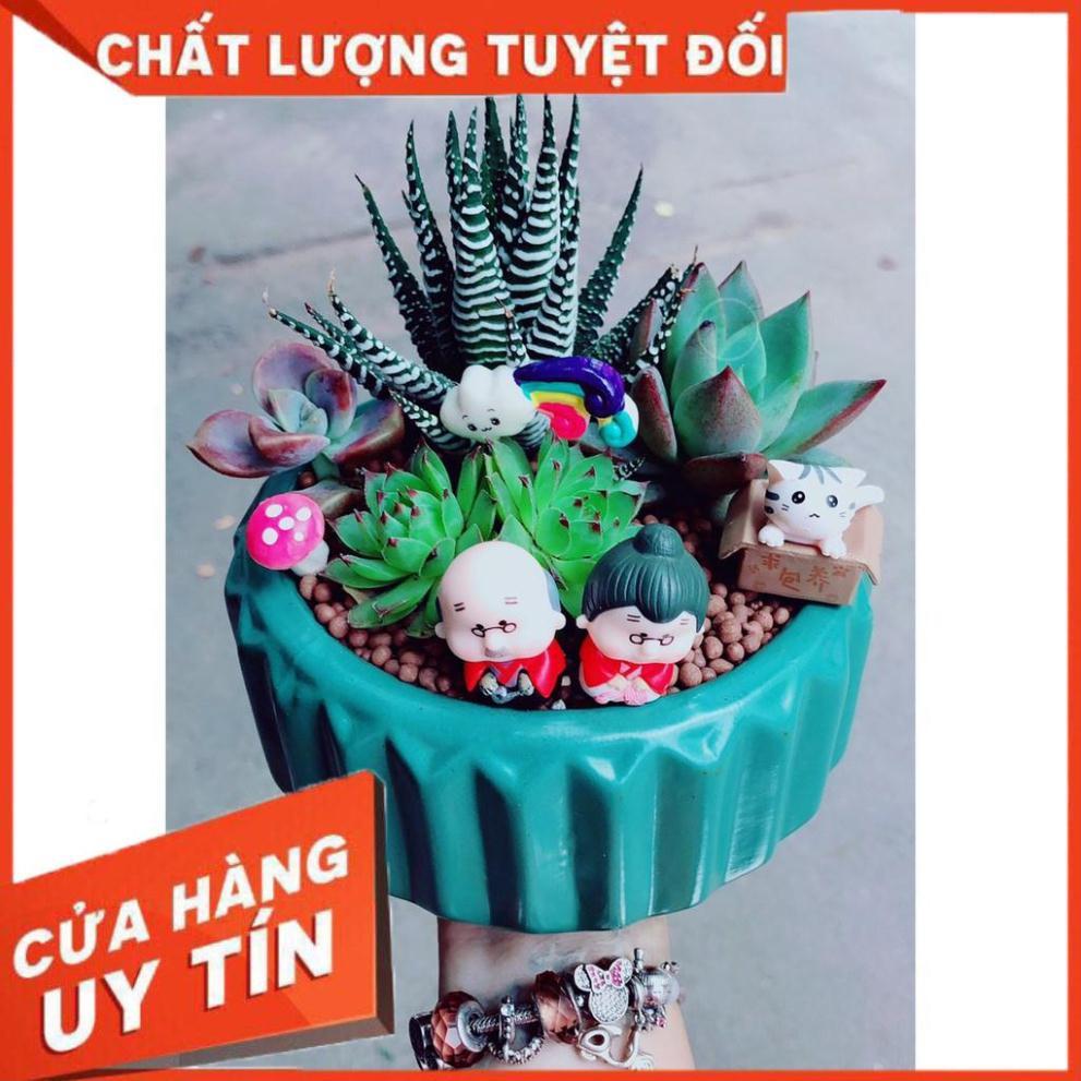 Mix tiểu cảnh sen đá 17
