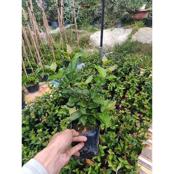 Cây giống Cherry Surinam