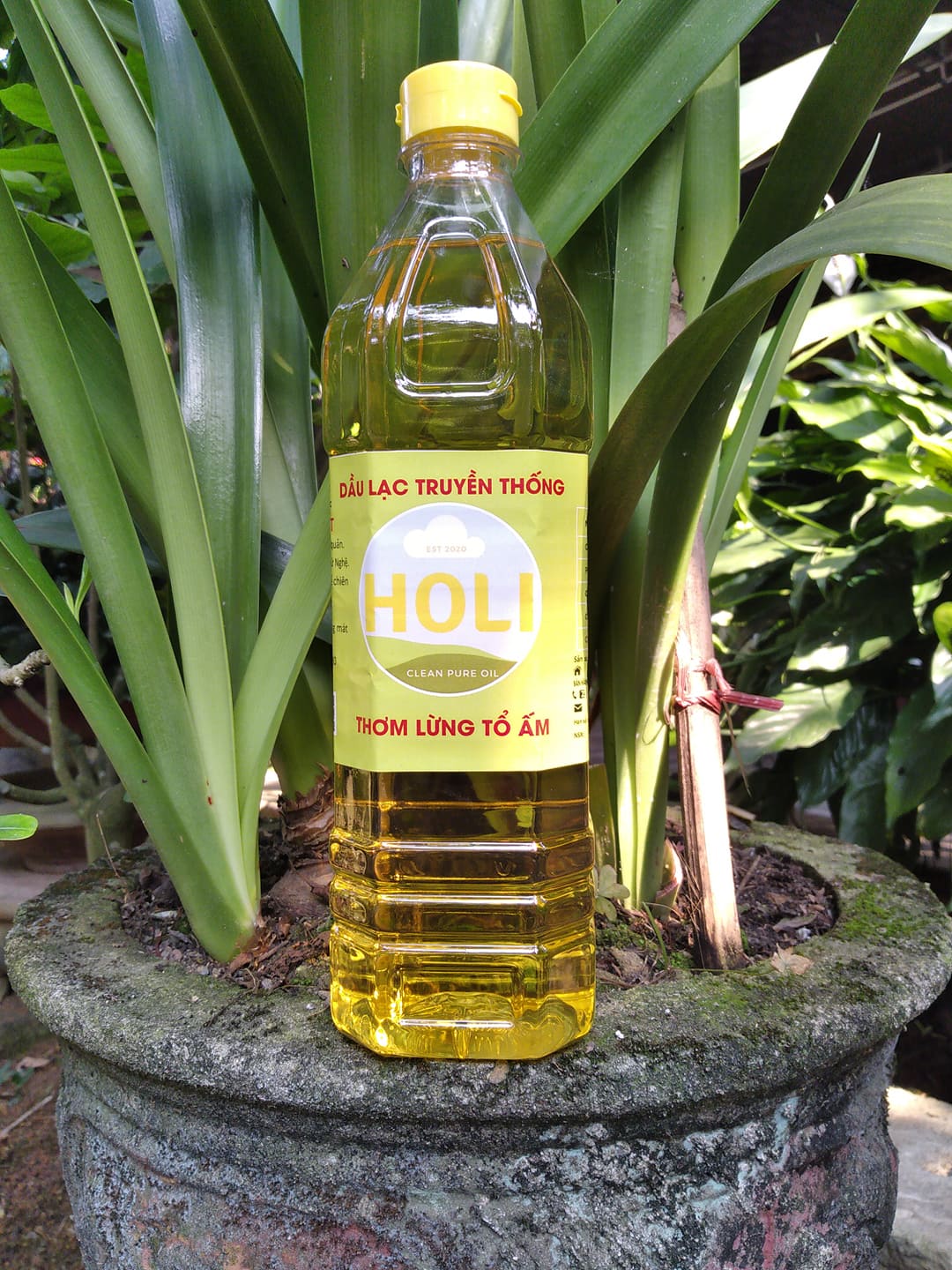 Dầu lạc truyền thống Holi