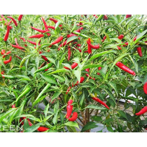 Hạt Giống Ớt Hiểm
