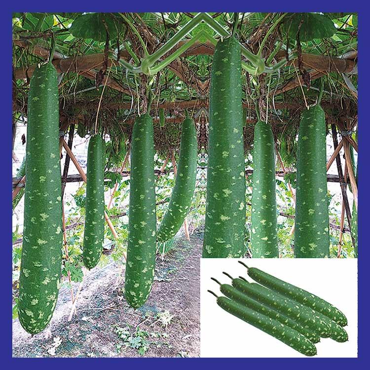 10 Hạt giống bầu sao trái dài F1