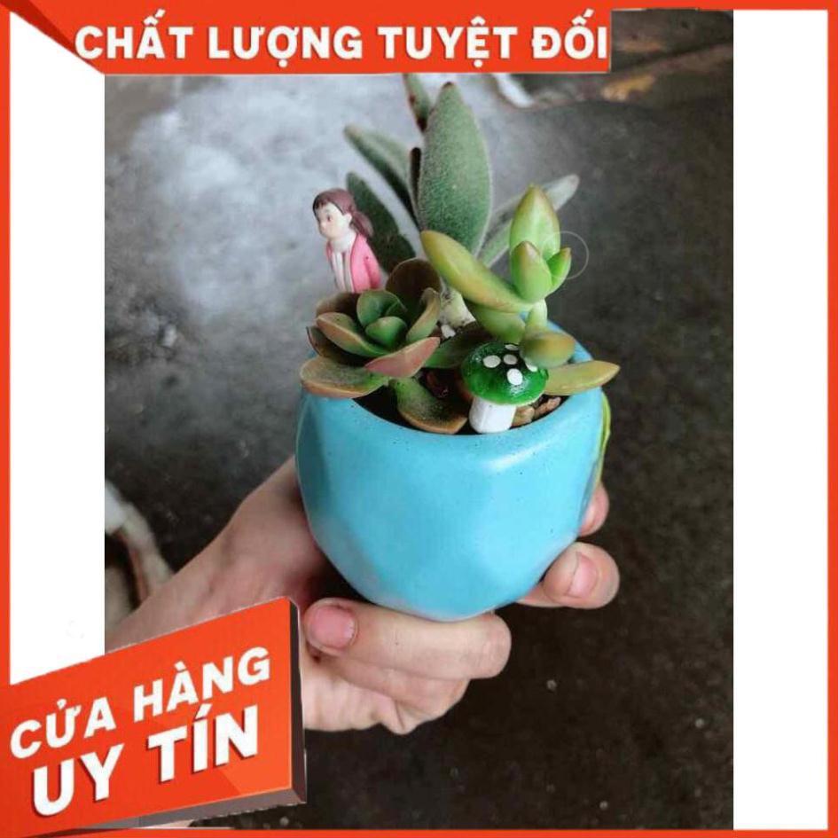 Chậu sen đá tiểu cảnh Nhiều Người Mua
