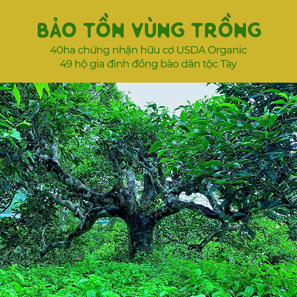 Trà Xanh Shan Tuyết Cổ thụ Loại Hảo hạng | 100% chứng nhận hữu cơ USDA Organic Hoa Kỳ | Loại Búp và Nguyên Lá | Thơm mật ong, Đậm vị, ngọt hậu sâu 100g