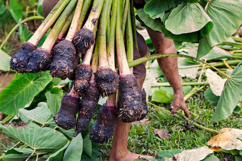 PHÂN BÓN GIÚP CỦ VÀO BỘT NHANH, TO CỦ, NẶNG KÍ, ĐỀU CỦ - DÙNG CHO KHOAI LANG, KHOAI MÌ, KHOAI MÔN. CÀ RỐT, CỦ CẢI, SẴN, ĐẬU PHỘNG,...