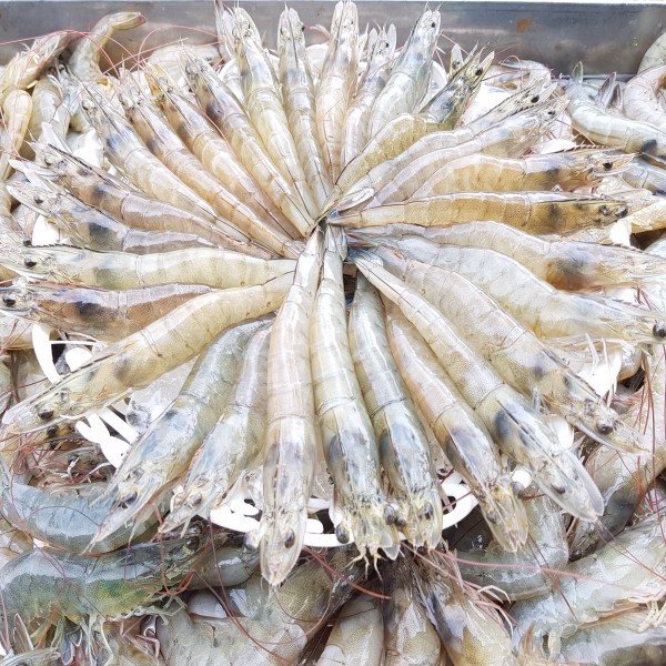 Tôm Thẻ Tươi Khay 250g