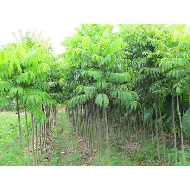 COMBO 2 Cây SẤU GHÉP, SẤU HẠT giống - Hàng chuẩn cao từ cm