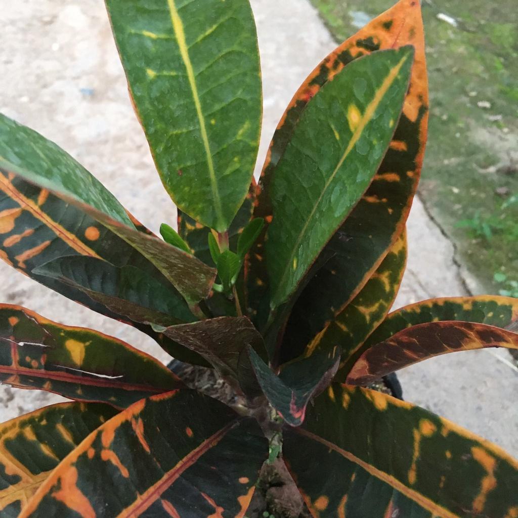 Cây Vàng Anh Lá Mít Màu Lá Đỏ Xanh Thích Hợp Trang Trí Sân Vườn,Ban Công