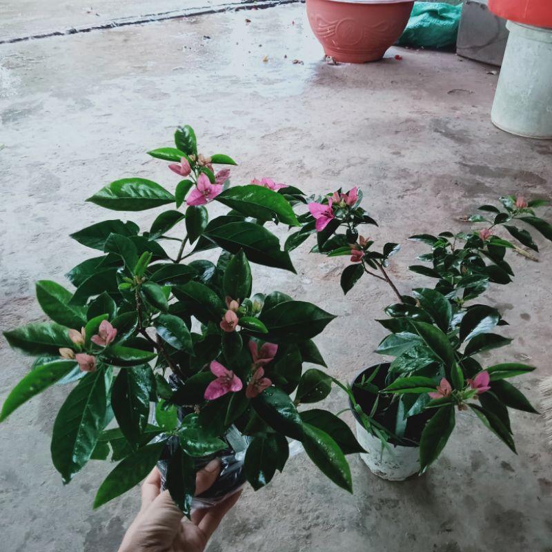 Hoa giấy Formosa (Bougainvillea Fomorsa)