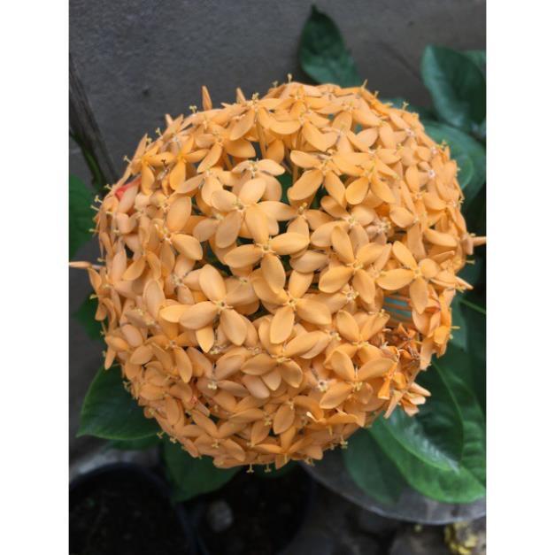 Hoa mẫu đơn vàng cam siêu bông