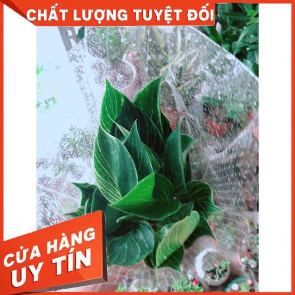 Cây Trầu Bà Cẩm Thạch Hay Trầu Bà Kim Cương Hoặc PHILODENDRON BIRKIN